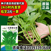 Shengyou trigeminal hollow vegetables seeds, four seasons, multi -stubble harvested manufacturers wholesale Big leaves hollow rapeseed vegetables 孑