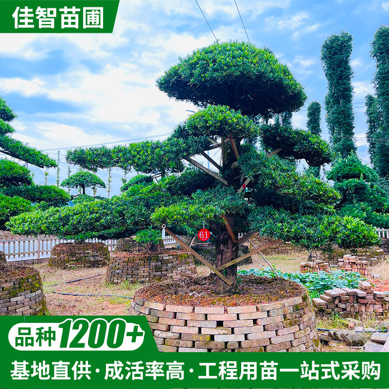 湖南浏阳 庭院别墅盆景桩景园林18cm地径造型罗汉松盆栽 大量批发