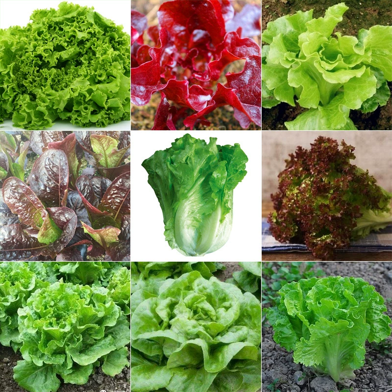 Сезоны Кремовые Семена Салата Балкон Специальные сезоны Семена овощей Вкус Хорошее органическое сырье