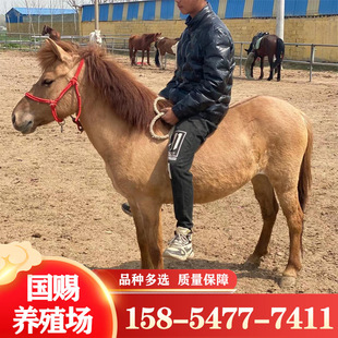 馬繁殖圖片 海量高清馬繁殖圖片大全 阿里巴巴