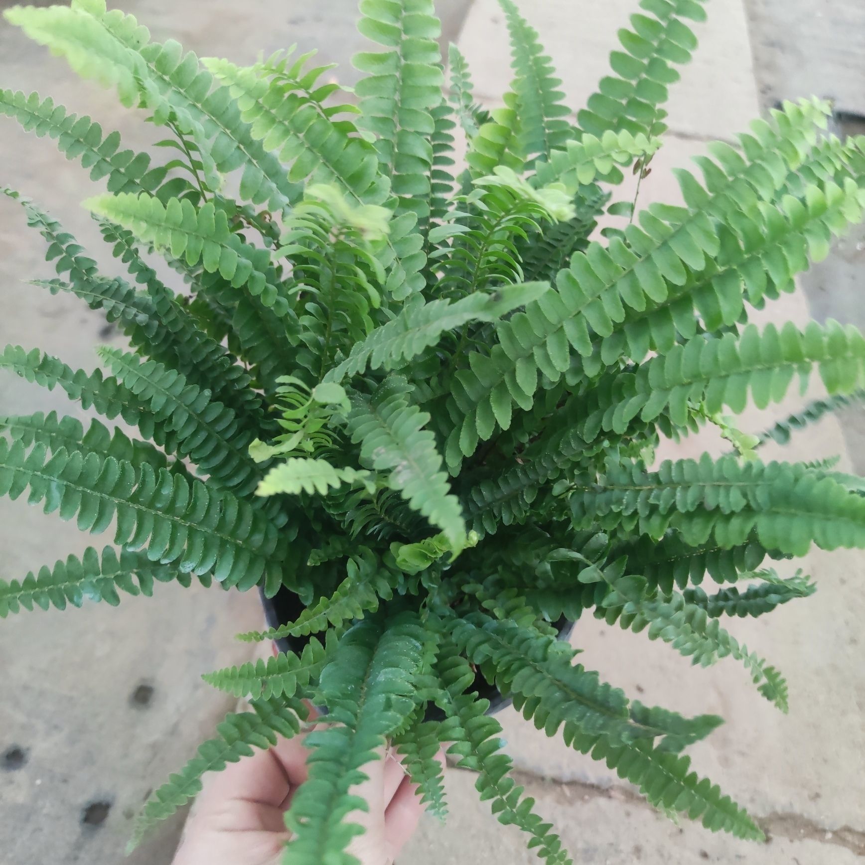 Boston helecho en maceta colgante repelente mosquitos planta verde de oficina fácil de cultivar perenne cuatro estaciones aire purificado eliminación de formaldehído