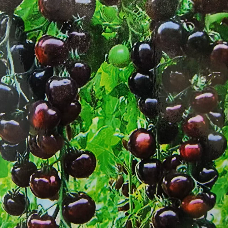 Семена черного помидора легко выращивать и ухаживать за ними в балконных огородах.