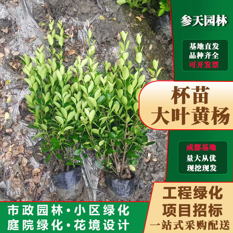 四川重庆贵州万年青高度40万年青高度50万年青高度60万年青高度30