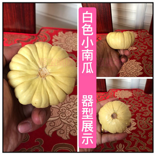 С�ϹϺ��J�NС�ˌ���������������������ɏ���^��ư���N�����