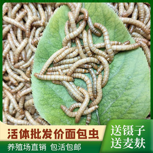 ����x���x�S���x�����x���w���~������~�}������ʯ��