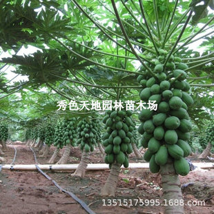 ˮ��ľ���簫�����Ǽt��ľ�����ļ�ͥԺ��زî���Y����ľ�Ϙ���