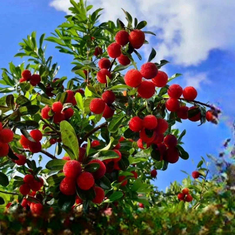 Аутентичные саженцы ягодного дерева Dongkui, очень большие саженцы ягодного дерева, посаженные фруктовые саженцы, урожай которых в том же году, хрустальный двор
