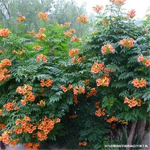 ���l�������������ֲ ͥԺ�G�����ٻ��� ���ٳ��쮔���_��