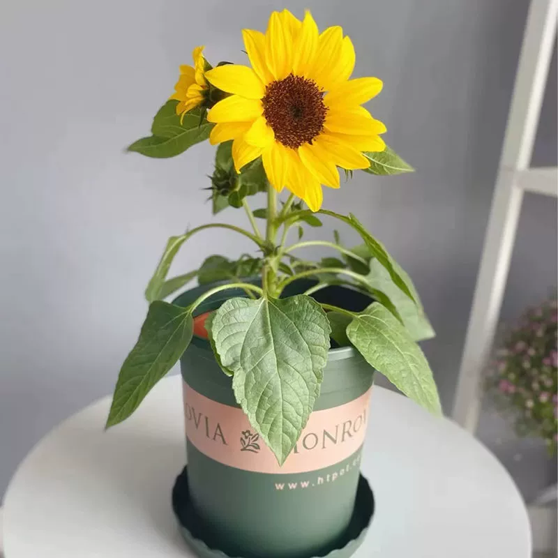 Импортные семена подсолнечника срезанные Цветочные карликовые мини-четырехсезонные цветущие семена подсолнечника для внутреннего балкона декоративные семена в горшках