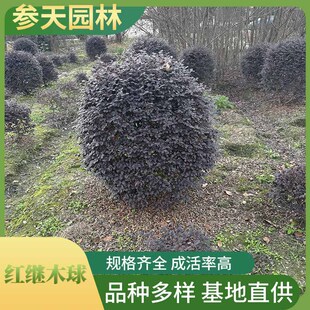 �t���^ľ�� �t���^ľ�����l �߶ȹڷ�80~150���ֿ��x �����繩��