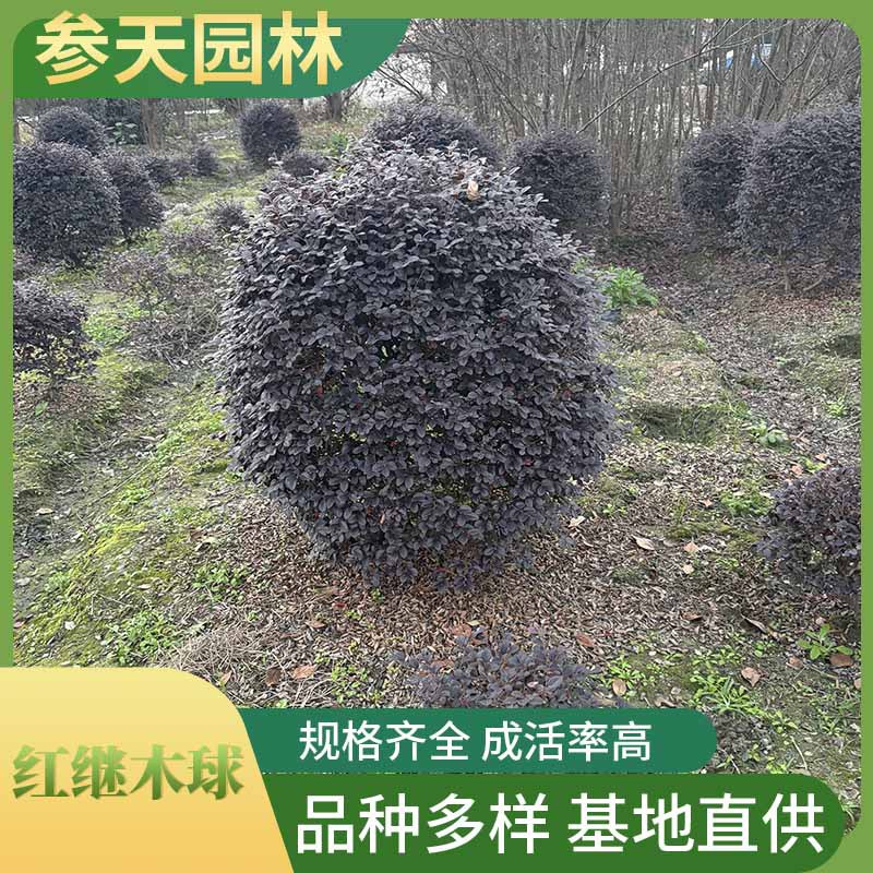 红花继木球 红花继木求批发 高度冠幅80~150公分可选 工程苗供应