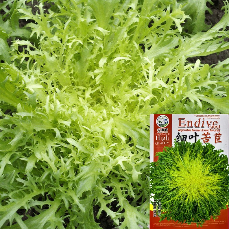 批发黄心细叶苦菊菜种子碎叶生菜籽四季苦苣蔬菜公司莴苣新品种