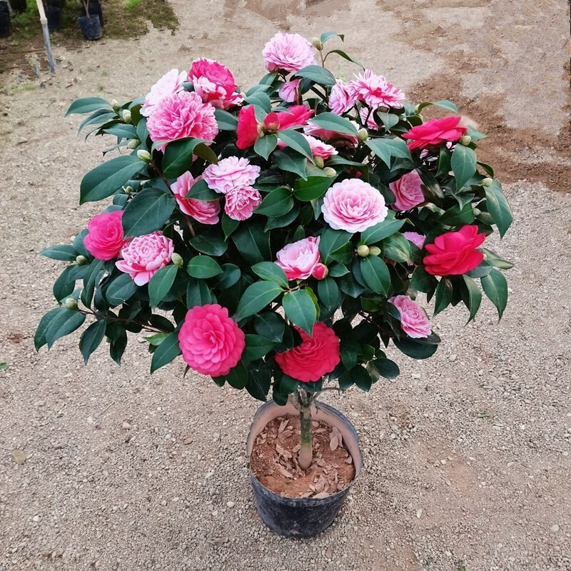 Camellia Potted Plant with Flower Buds, Five-Color Red Camellia Flower Plant, Easy to Grow Indoors, Camellia Tree Seedlings Bloom All Year Round Camellia Potted Plant with Flower Buds, Five-Color Red Camellia Flower Plant, Easy to Grow Indoors, Camellia Tree Seedlings Bloom All Year Round