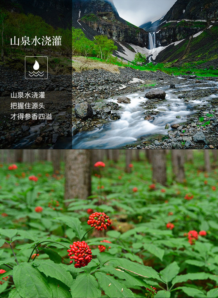 Fresh White Ginseng Root Extra Large Changbai Mountain Ren Shen Soup Tea Wine Ingredient specifications