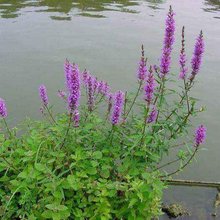 供应 水生植物 千屈菜花苗 公园湿地 绿化工程苗 千屈菜价格  仟