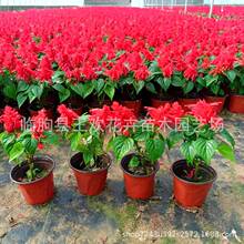 一串红花苗   带花发货  室外庭院绿化工程草花  量大从优