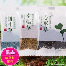 草籽种子吸水石上水石假山盆景造景装饰小叶恋石大叶恋石混装批发