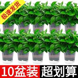 绿萝盆栽室内好养吸除甲花清新空气水培植物绿植花卉盆栽绿箩批发
