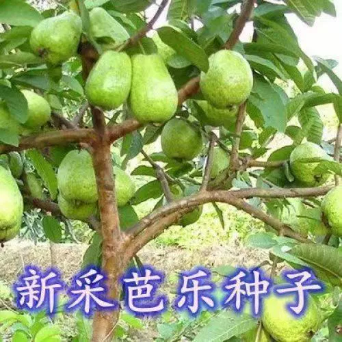 Грунт для семян гуавы, кирпичик для рассады гуавы, деревянный жемчуг, красная и белая гуава, саженцы фруктовых деревьев, семена гуавы