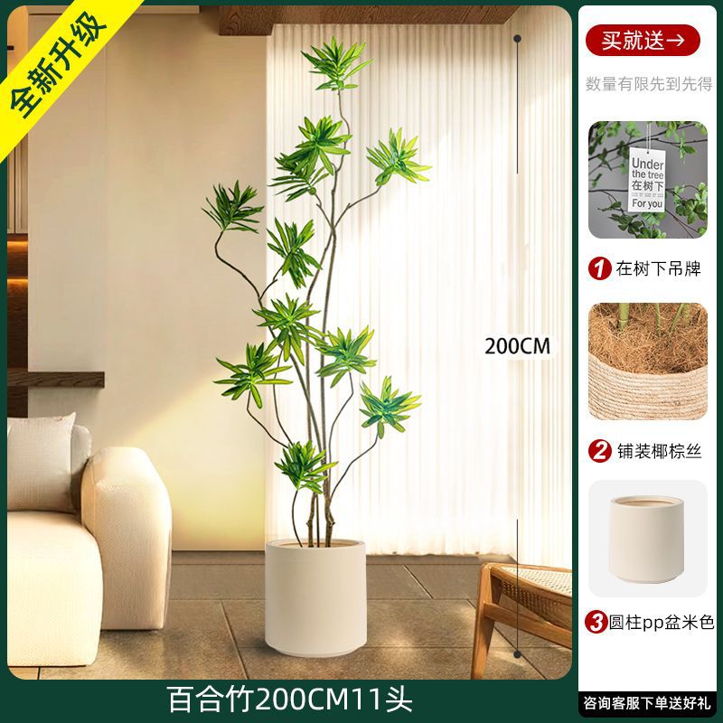 [W Ruyi Bamboo] 200CM11 chậu sâu và cao