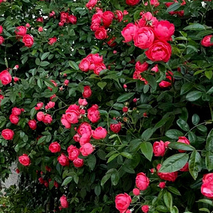 Pink Rose Seedlings, Old Varieties, Thornless Ten Sisters, Color-Changing Roses, Light Pink Seven Sisters, Fragrant Climbing Vines