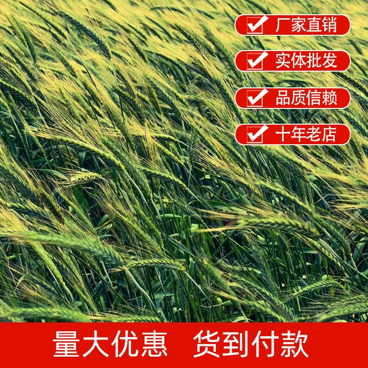 Семена ячменя, Солодовень, Ячмень, Засушливый ячмень Хайленд Ячмень Трава, Кошка Трава