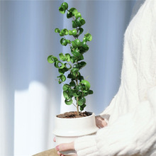 拾花季园艺耐活森屿盆北欧ins风绿植盆栽花卉植物室内花 员工礼物