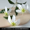 3 flame lily green root white