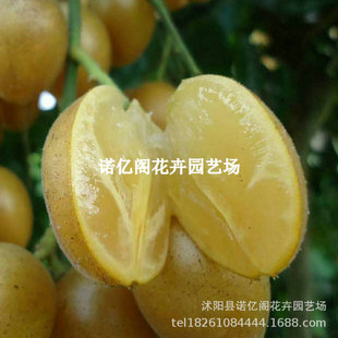 �o���SƤ����o���u���SƤ��Nֲ���Լ޽�����SƤ�����玧���l؛