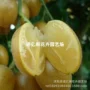 无核种植盆栽黄皮嫁接苗