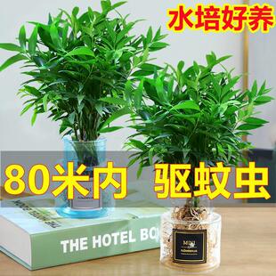 Bamboo and Cypress Mosquito Repellent Bamboo Hydroponic Plants Indoor Living Room Water-Cultured Green Plants Flower Pots Hydroponic Mosquito Repellent Bamboo Easy to Maintain in All Seasons