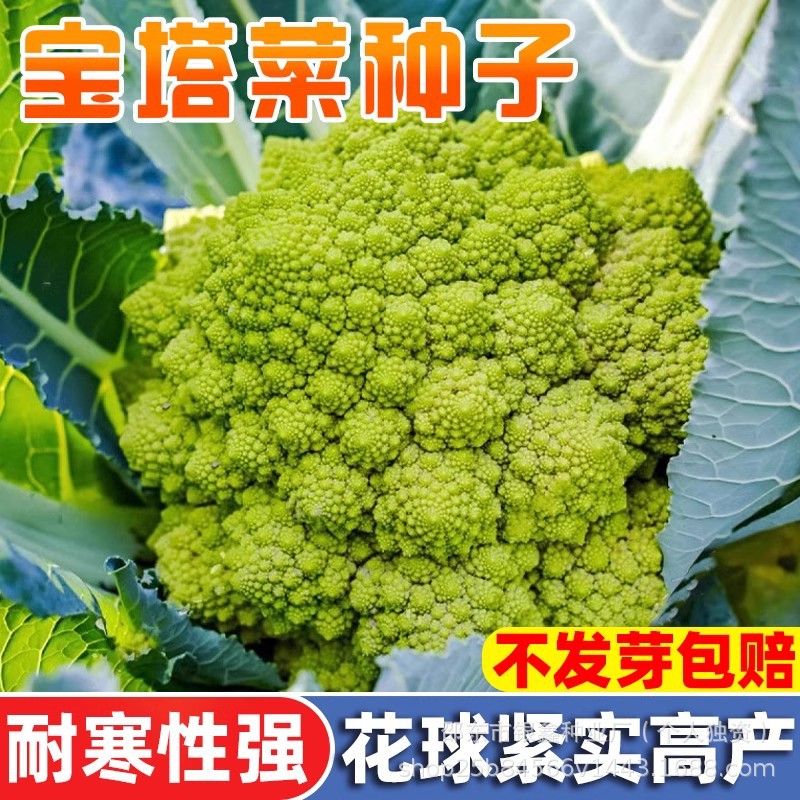 宝塔花菜菜种子宝塔菜种子松花菜西兰花种籽原装四季蔬菜种子大全