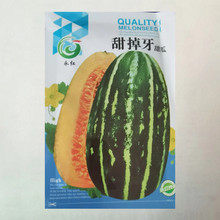 四季高产甜掉牙甜瓜种子薄皮超甜花皮香瓜种籽四季水果种孑冰糖子