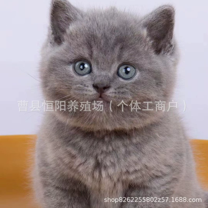 Живой голубой котенок британской короткошерстной породы, живой голубой кот с короткими лапами, живой голубой котенок с пучком на лице, живой голубой и белый котенок.