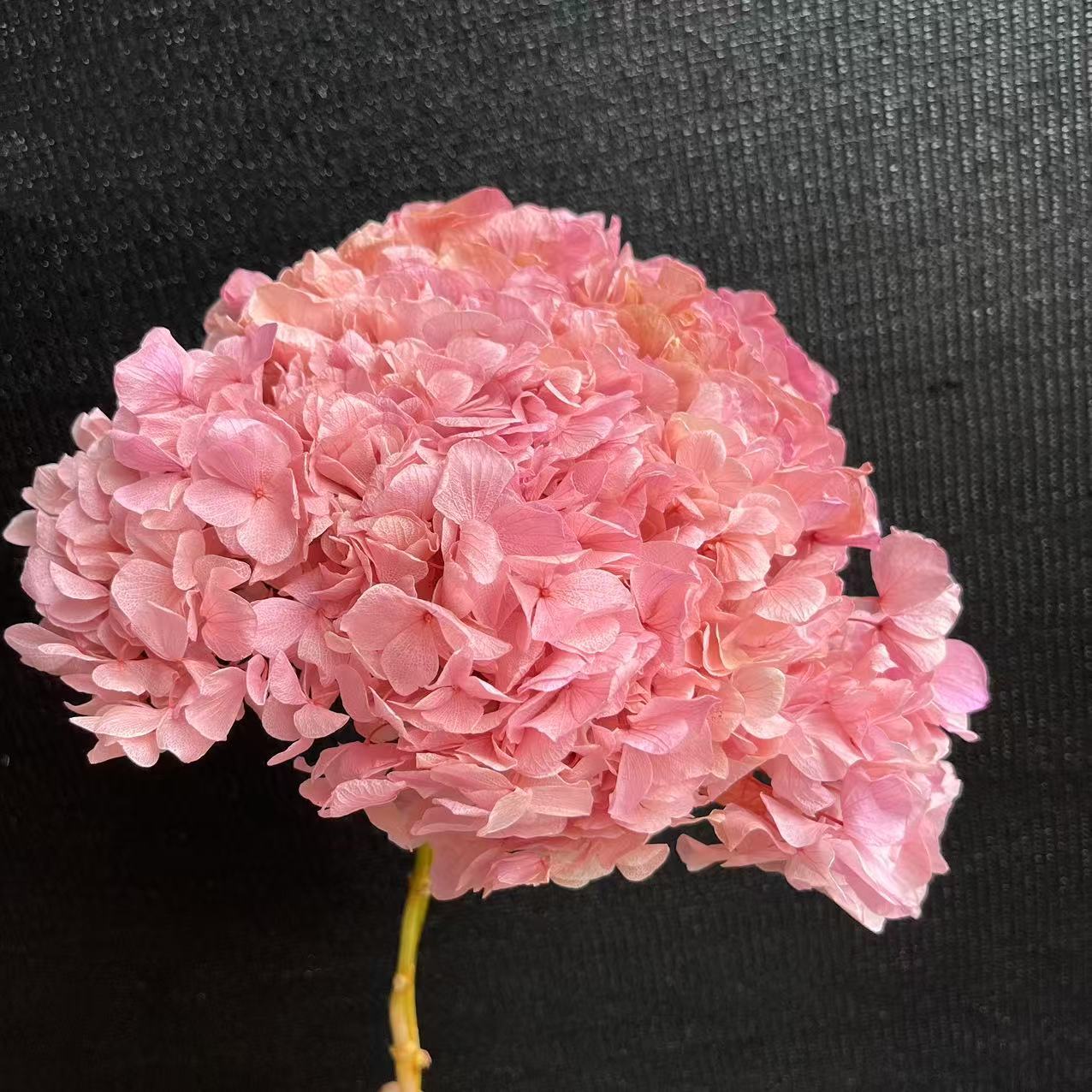 degradado rosa