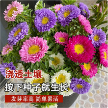 羳؛շNӴ󻨺BĻNͥԺ׻Nļ