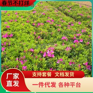 һ�����l���N��С��ë���N�ڻ�Ʒ�NͥԺ�ͺ���ɫ�G�h����ֲ��Gֲ