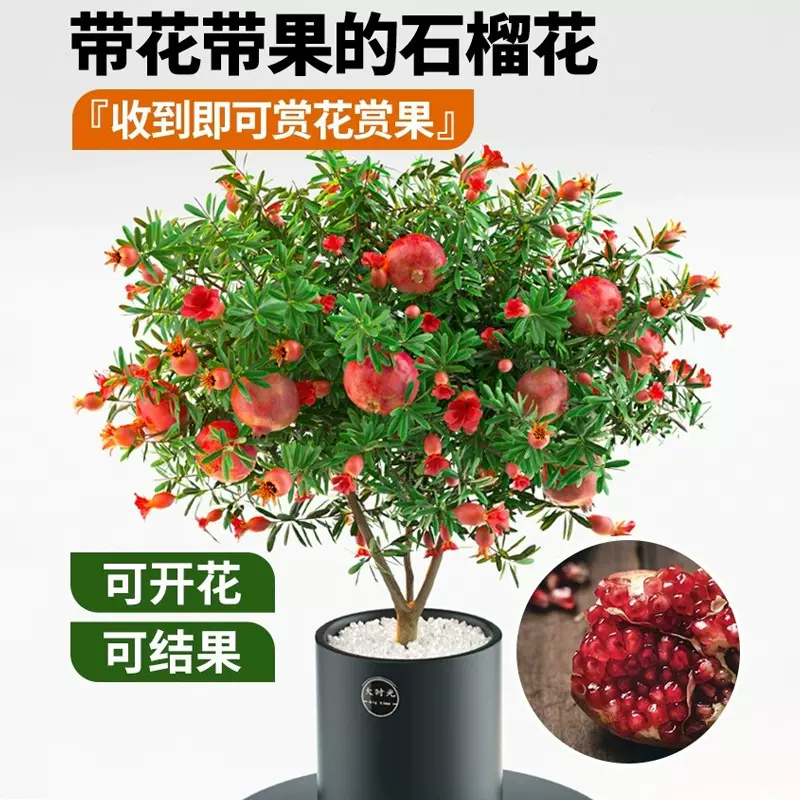 石榴花盆栽带花带果可食用观赏盆景庭院植物花卉果树苗年宵花绿植
