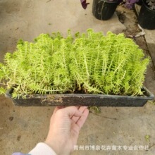 ���ع����S���ײݷ��P|�S���ײ݃r��|��픾G�����ò�ƺ��ײ�