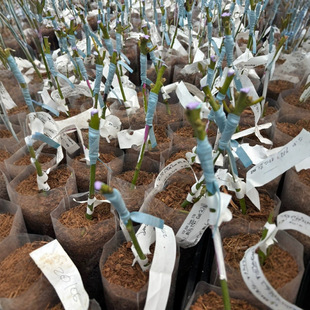 stretch tie tape seedling tie branch stretch long band