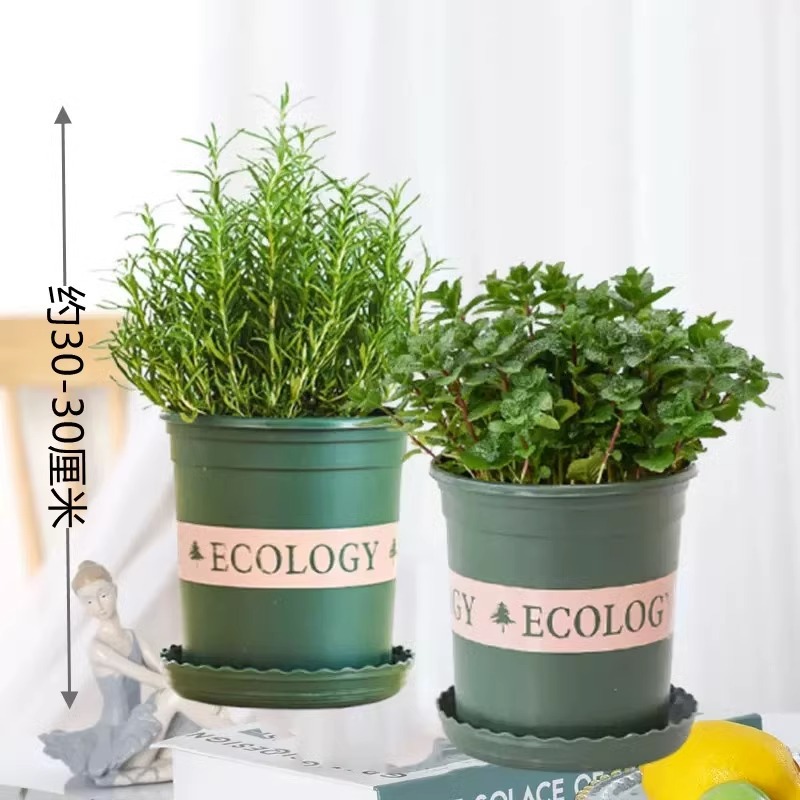 [대형냄비 식용조합] 민트 + 로즈마리(갤런냄비*2) + 영양액 2