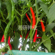 争艳二号【湘研】加工腌制橘红色时间长易去把去帽大果朝天椒种子