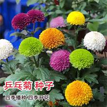�ǹ��ջ��N���ļ��_���߲�ƹ�Ҿ�����ļ������L�ǹ�ɫ���Ի��N��
