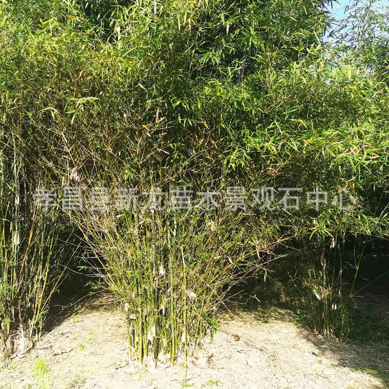 Продажи Lei Bamboo, Gang Bamboo, рассады, тканого бамбука, Фиолетового бамбука, зеленого бамбука, вечнозеленого всесезонного, двора, полных спецификаций для посадки изгороди