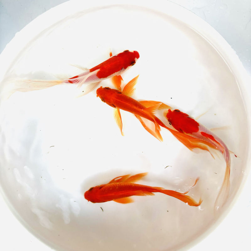 赤草金魚は育てやすい、長尾赤草観賞魚、鯉、活冷水魚、鯉、赤草淡水魚|undefined