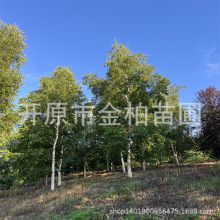 ט䅲טͥԺbֲ@^ľɽְט