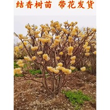 结香花苗金腰带打结花梦冬花庭院耐寒风景树盆栽浓香独杆结香树苗