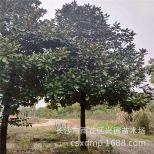 Wholesale Magnolia Grandiflora, Hunan Magnolia Grandiflora Evergreen Tree, Street Tree, Magnolia Tree Price, Complete Specifications and High Survival Rate