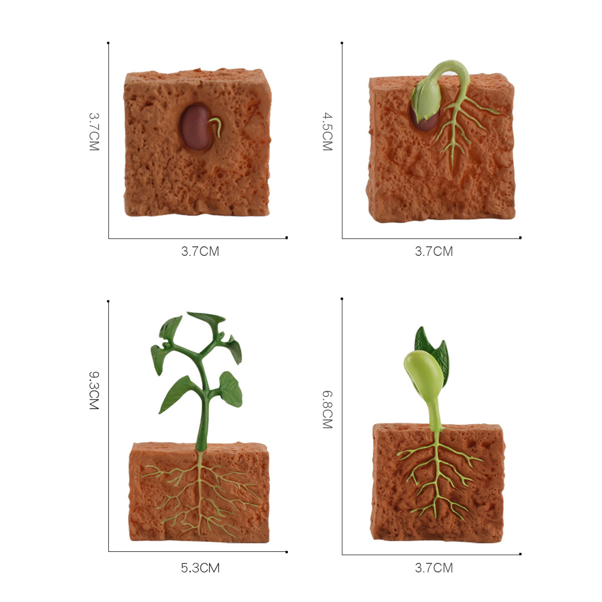 La Ciencia y la educación de los niños creativos modelo de ciclo de crecimiento de la planta cognitiva sólida adornos estáticos durante la germinación de semillas y la formación de plántulas