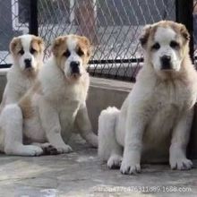 纯种双血统狗狗中亚牧羊犬幼犬活体幼崽大型犬骨架猛犬看家护院